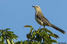 B30