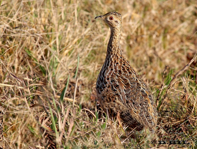 PERDIZ COMÚN (Nothura maculosa) - Paso Pache - CANELONES (Junio 2012)