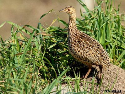 PERDIZ COMÚN (Nothura maculosa) - Rincón de Vignoli - FLORIDA (Julio 2013)