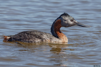 MACÁ GRANDE (Podicephorus major)