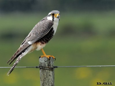 HALCÓN PLOMIZO (Falco femoralis) - Polanco del Yí - FLORIDA (Noviembre 2015)