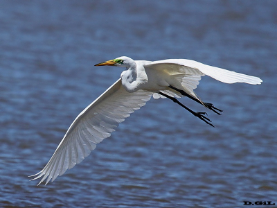 GARZA BLANCA GRANDE (Ardea alba) - Puerto del Buceo - MONTEVIDEO (Noviembre 2011)