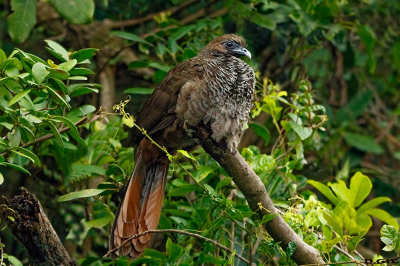 ARACUÀ ESCAMOSO (Ortalis squamata)