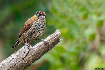 PICAPAUZINHO DE COLEIRA (Picumnus temminckii)