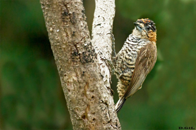 PICAPAUZINHO DE COLEIRA (Picumnus temminckii)