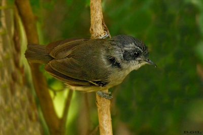 CHOQUINHA LISA (Dysithamnus mentalis)