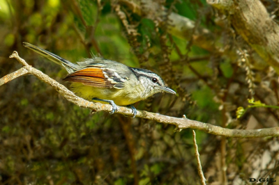 CHOROZINHO DE ASA VERMELHA (Herpsilochmus rufimarginatus)