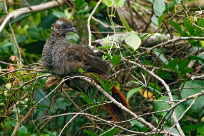 ARACUÀ ESCAMOSO (Ortalis squamata) (J)