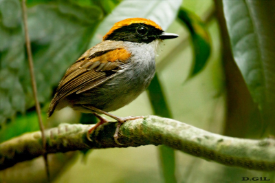 CUSPIDOR DE MÀSCARA PRETA (Conopophaga melanops)