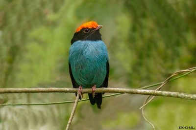 TANGARÀ (Chiroxiphia caudata)