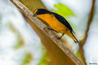 GATURAMO VERDADEIRO (Euphonia violacea)