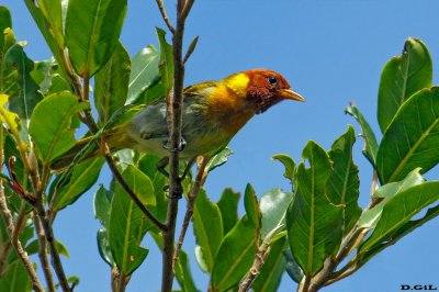 SAÌRA FERRUGEM (Hemithraupis ruficapilla)