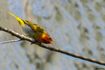 SAÌRA FERRUGEM (Hemithraupis ruficapilla)