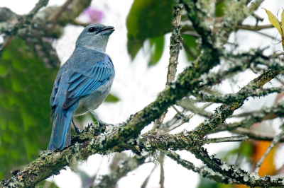 SANHACO DE ENCONTRO AZUL  (Thraupis cyanoptera)