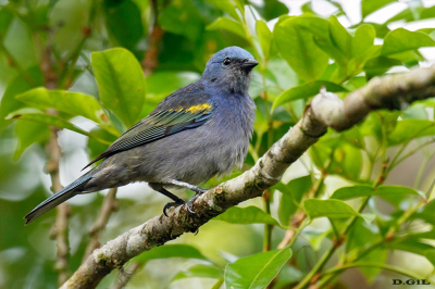 SANHACO DE ENCONTRO AMARELO  (Thraupis ornata)