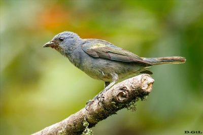 SANHACO DE ENCONTRO AMARELO  (Thraupis ornata)