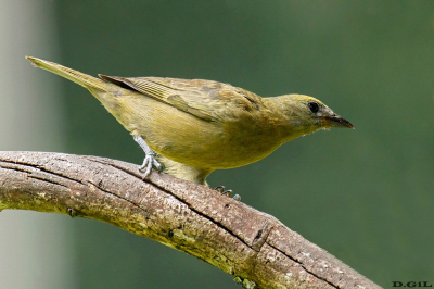 SANHACO DO COQUEIRO (Thraupis palmarum)