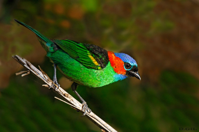 SAÌRA MILITAR (Tangara cyanocephala)