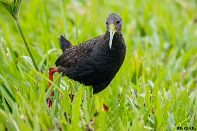 SARACURA SANÀ (Pardirallus nigricans)