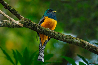 SURUCUÀ DOURADO (Trogon chrysochloros)