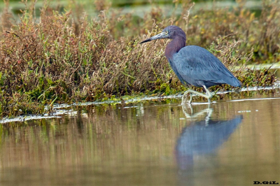GARZA AZUL (Egretta caerulea) - Humedal del Arroyo Maldonado - MALDONADO (Julio 2020)