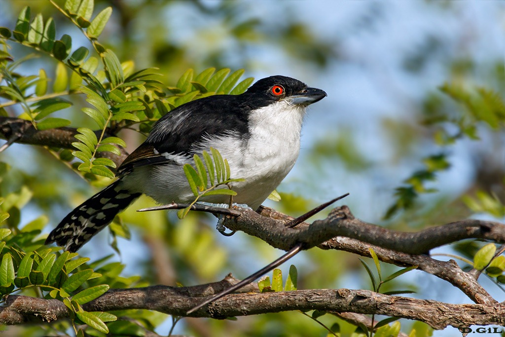 #nivo_desc_415 chororq6a0741