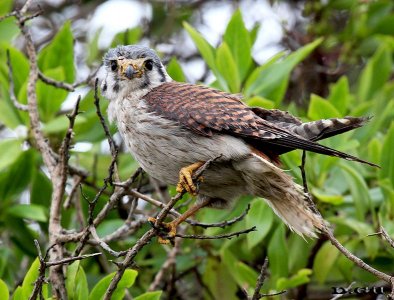 HALCONCITO COMÚN (Falco sparverius) - (Pichón-Hembra)Faro de Punta Carretas-MONTEVIDEO (Noviembre 2011)