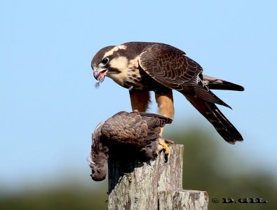HALCÓN PLOMIZO (Falco femoralis) - Rincon de Vignoli-FLORIDA (Marzo 2012)