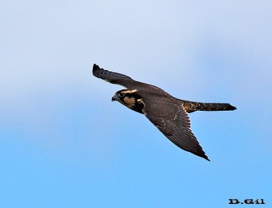 HALCÓN PLOMIZO (Falco femoralis) - El Tigre-SAN JOSE (Agosto 2011)
