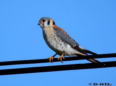 HALCONCITO COMÚN (Falco sparverius) - (Macho) Punta Espinillo-MONTEVIDEO (Junio 2011)