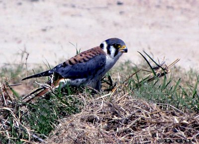 HALCONCITO COMÚN (Falco sparverius) - Faro de Punta Carretas-MONTEVIDEO (Marzo 2010)