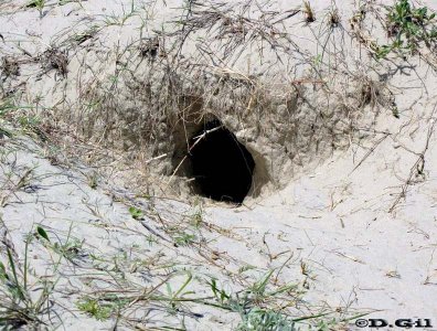LECHUCITA DE CAMPO (Athene cunicularia) - Nido en una duna en Cassino- BRASIL (Enero 2011)