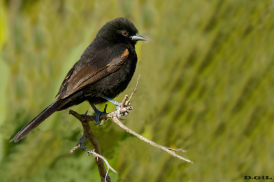 BOYERÍN (Icterus pyrrhopterus) - Humedales del Santa Lucìa - MONTEVIDEO (Junio 2025)