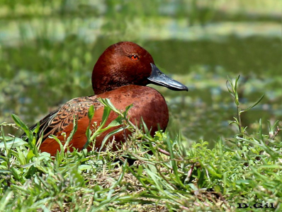 PATO COLORADO (Spatula cyanoptera) - Bañadito en Rincón de Melilla-MONTEVIDEO (Noviembre 2013)