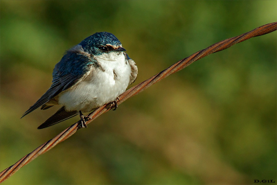 GOLONDRINA CEJA BLANCA (Tachycineta leucorrhoa) - Parque Quiroga - SALTO (Octubre 2015)