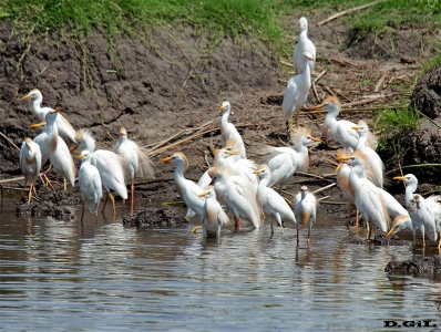 GARCITA BUEYERA (Bubulcus ibis) - Rinc&ograve;n de Vignoli - FLORIDA (Noviembre 2015)