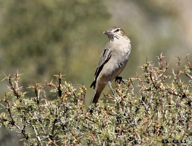GAUCHO PATAGÓNICO (Agriornis micropterus)  - Reserva Villavicencio - Mendoza-ARGENTINA (Abril 2015)