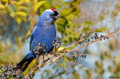 CARDENAL AZUL (Stephanophorus diadematus) - Abra de Cabrera - MALDONADO (Julio 2025)