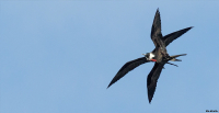 FRAGATA (Fregata magnificens)