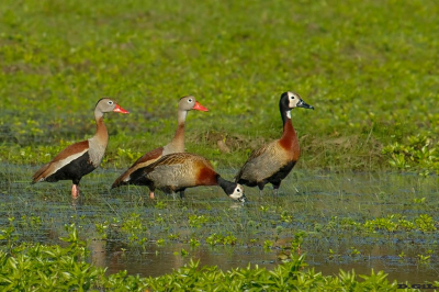 SIRIRÍ VIENTRE NEGRO (Dendrocygna autumnalis) - Junto a PATO CARA BLANCA - SALTO (Agosto 2020)