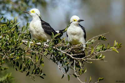 CARPINTERO BLANCO (Melanerpes candidus) - Barrio Puerto del Buceo - MONTEVIDEO (Marzo 2026)