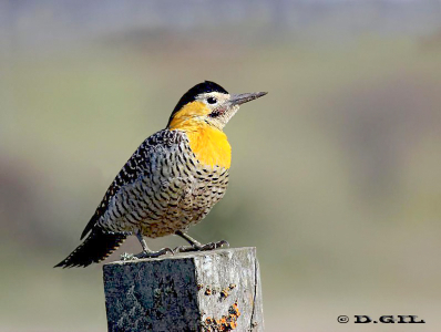 CARPINTERO DE CAMPO (Colaptes campestris) - Campo en Progreso- CANELONES (Junio 2011)