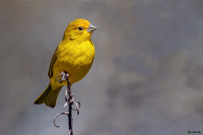 DORADO (Sicalis flaveola) - Abra de Zabaleta - LAVALLEJA (Setiembre 2022)
