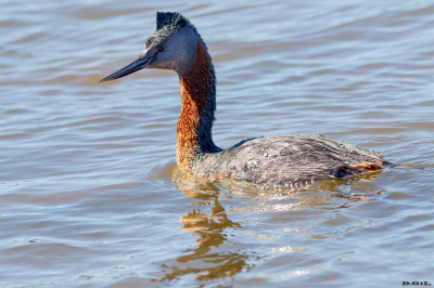 MACÁ GRANDE (Podicephorus major)P - Punta Ballena - MALDONADO (Setiembre 2024)