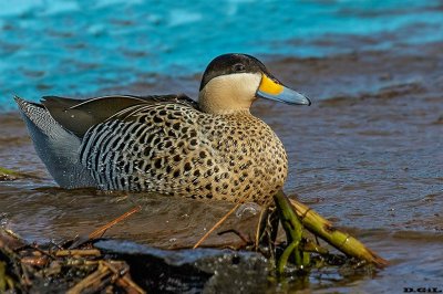 PATO CAPUCHINO (Spatula versicolor) - Rambla de Punta del Este - MALDONADO (Marzo 2019)