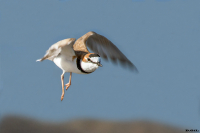 CHORLITO DE COLLAR (Charadrius collaris)