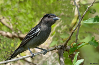 ANAMBÉ NEGRO (Pachyramphus polychopterus)
