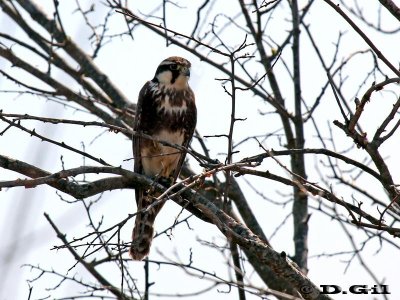HALCÓN PLOMIZO (Falco femoralis) - (Juvenil) Humedales del Santa Lucía- MONTEVIDEO (Setiembre 2011)