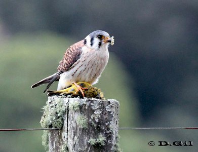 HALCONCITO COMÚN (Falco sparverius) - (Hembra) Campo en Ruta 10-MALDONADO (Agosto 2011)