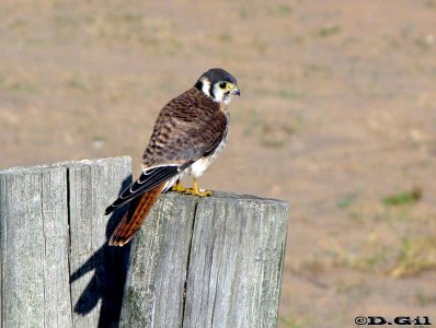 HALCONCITO COMÚN (Falco sparverius) - Piedras del Chileno-MALDONADO (Febrero 2011)